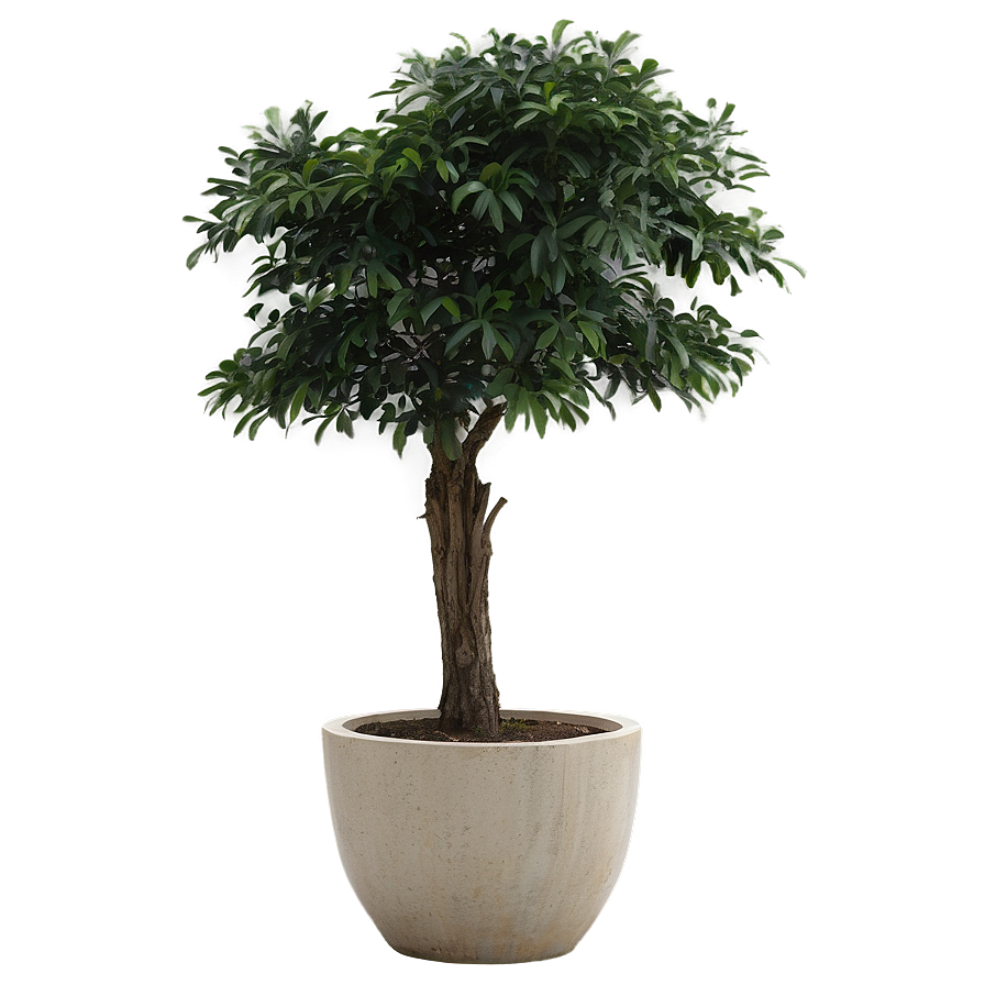 Large Potted Trees Png 56 PNG image