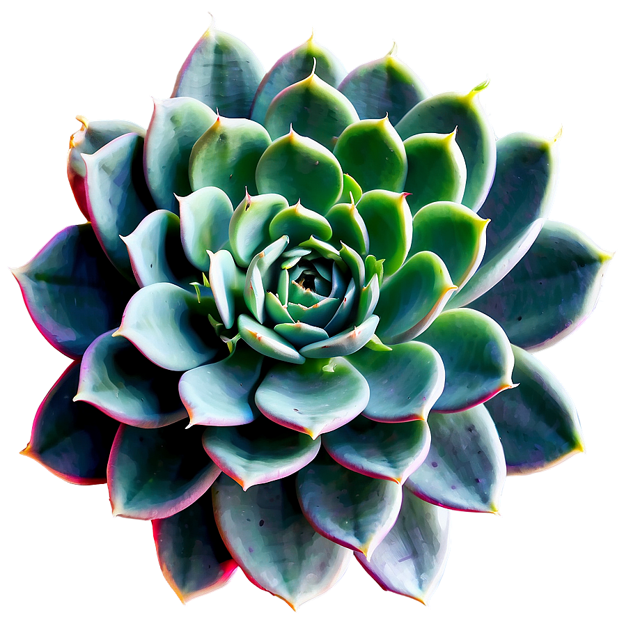 Large Succulent Plants Png 38 PNG image