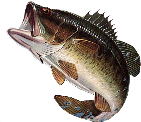 Largemouth Bass Illustration PNG image