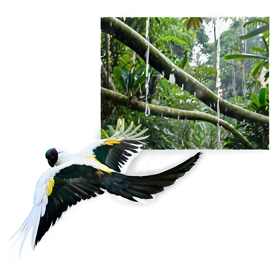 Latin America Rainforests Wildlife Png 92 PNG image