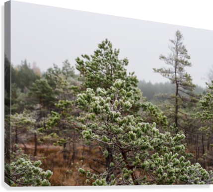 Latvian Pine Forest Winter PNG image