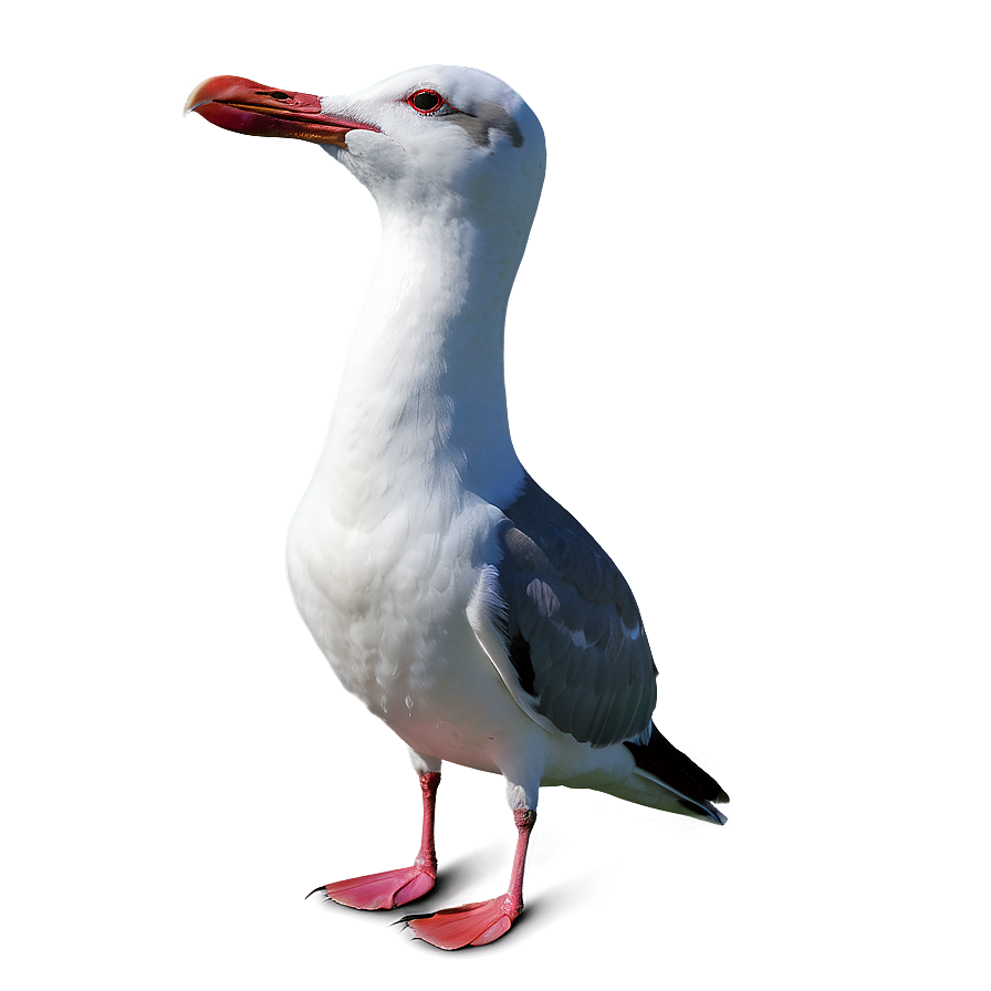 Laughing Seagull Png 60 PNG image