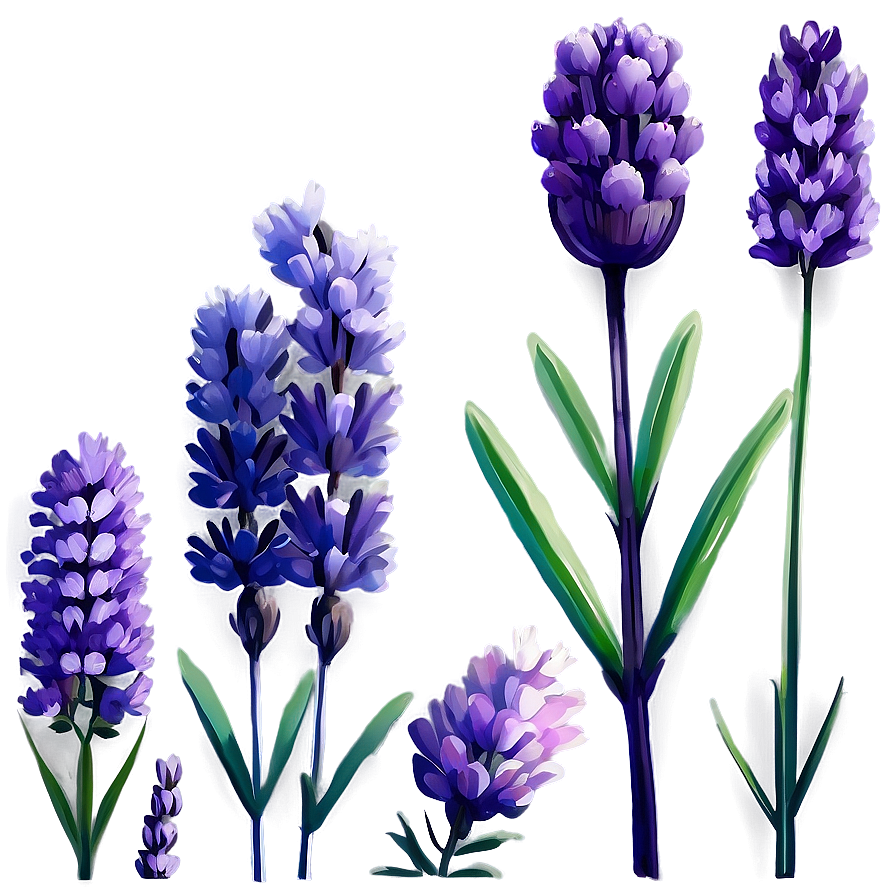 Lavender Beauty Flower Png 06132024 PNG image