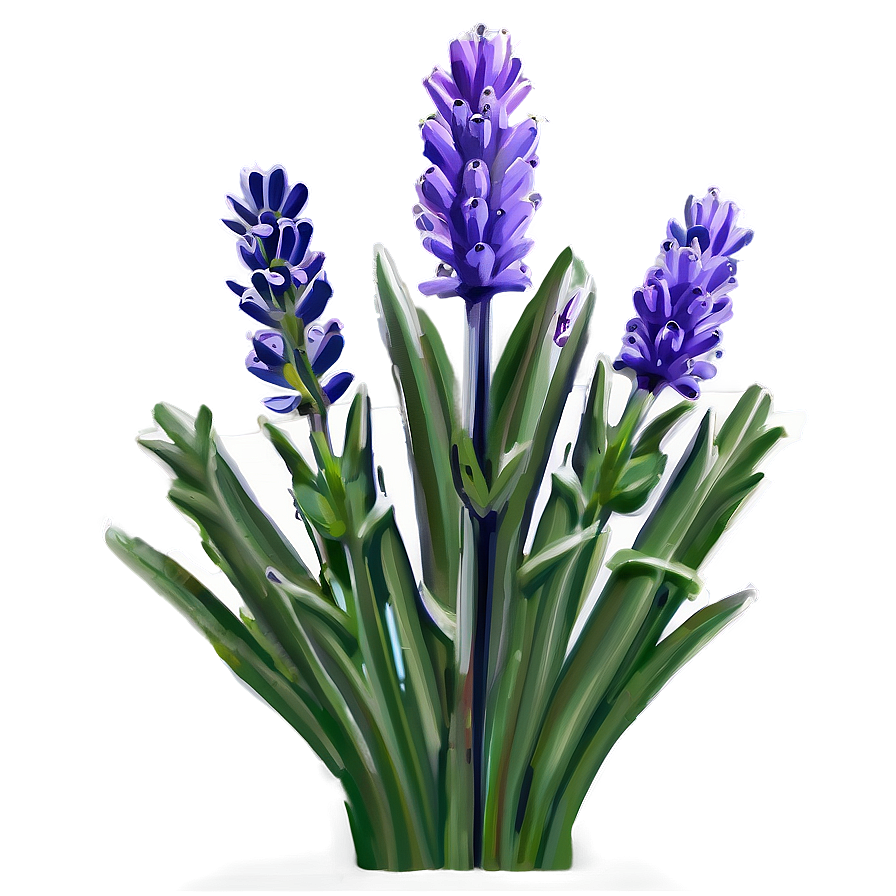 Lavender Beauty Png 13 PNG image