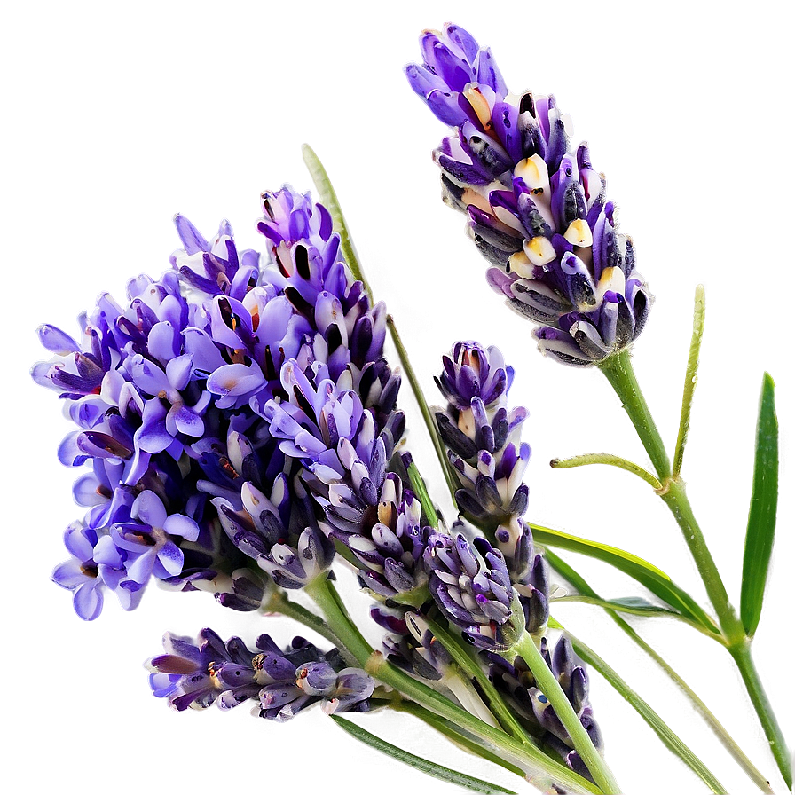 Lavender Beauty Png 91 PNG image