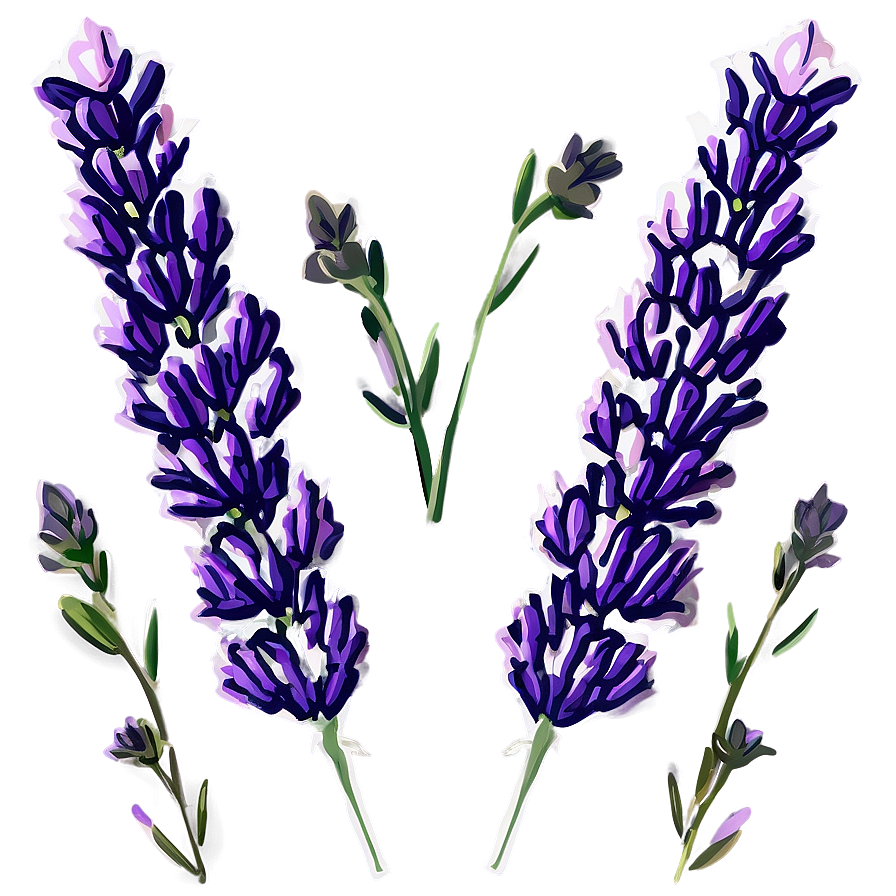 Lavender Bloom Png Hqo PNG image