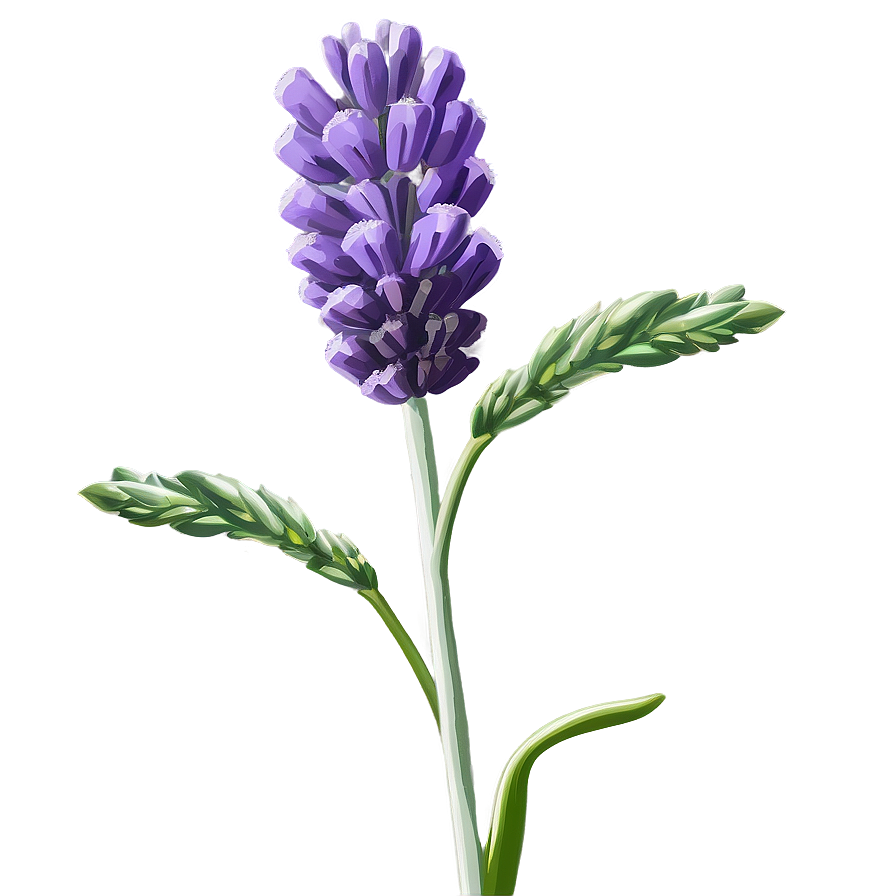 Lavender Bloom Png Xyi PNG image