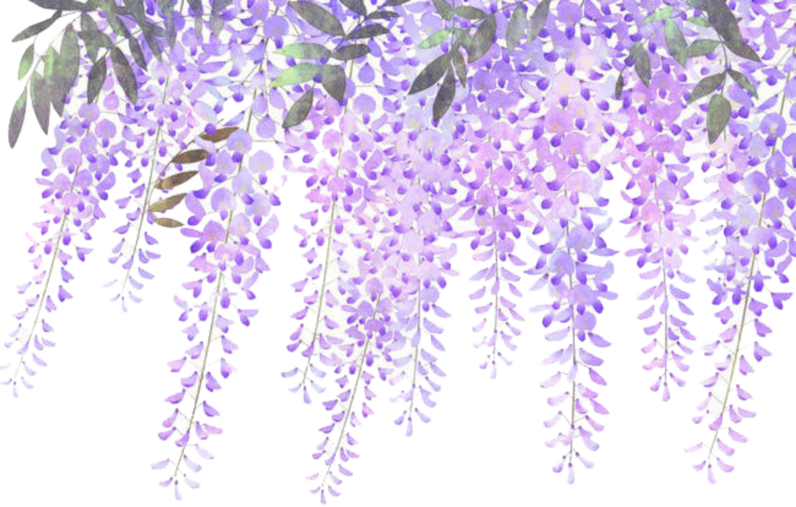 Lavender Blooms Transparent Background PNG image