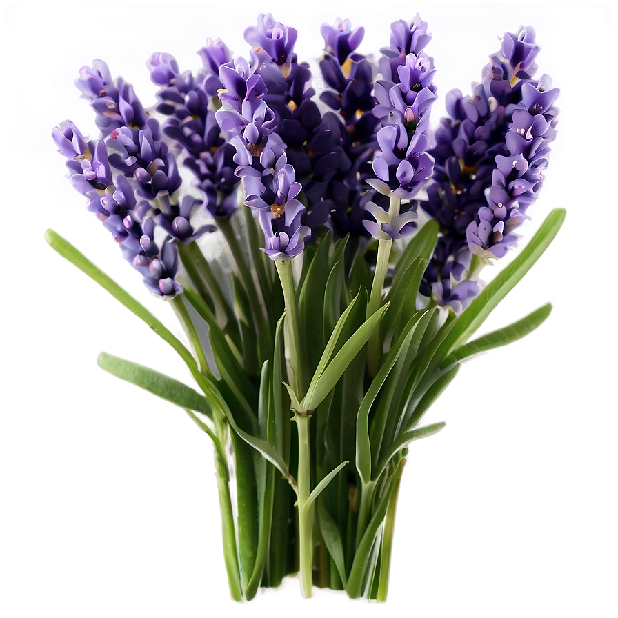 Lavender Bouquet Png Jva PNG image