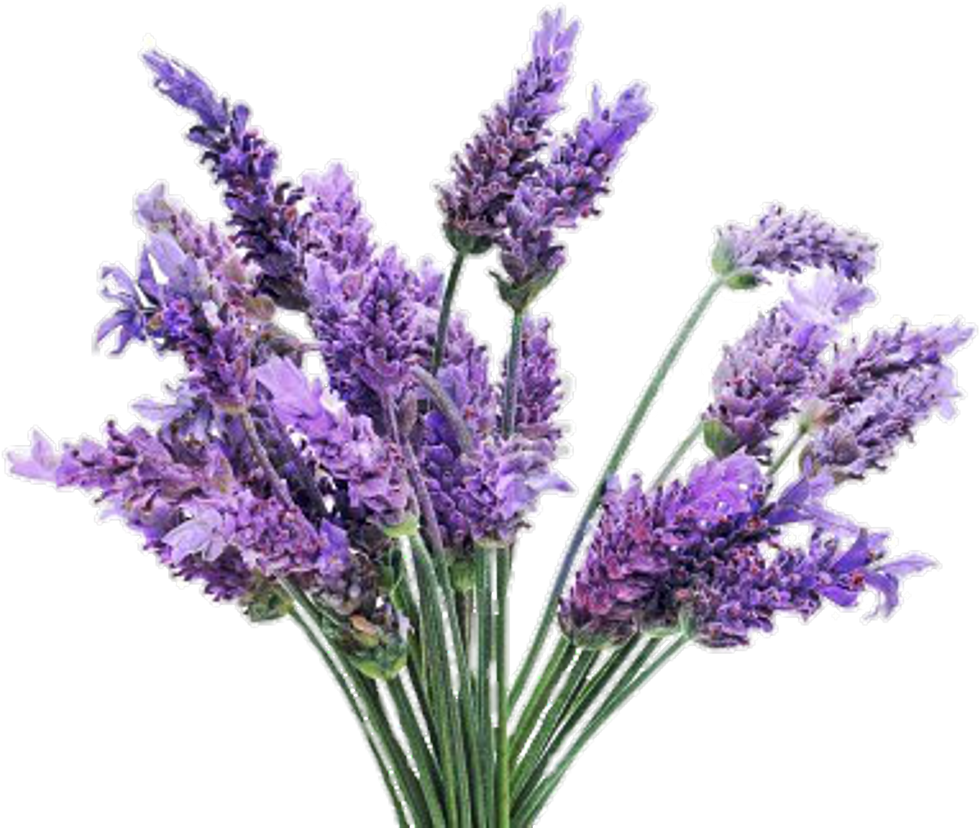 Lavender Bouquet Transparent Background PNG image