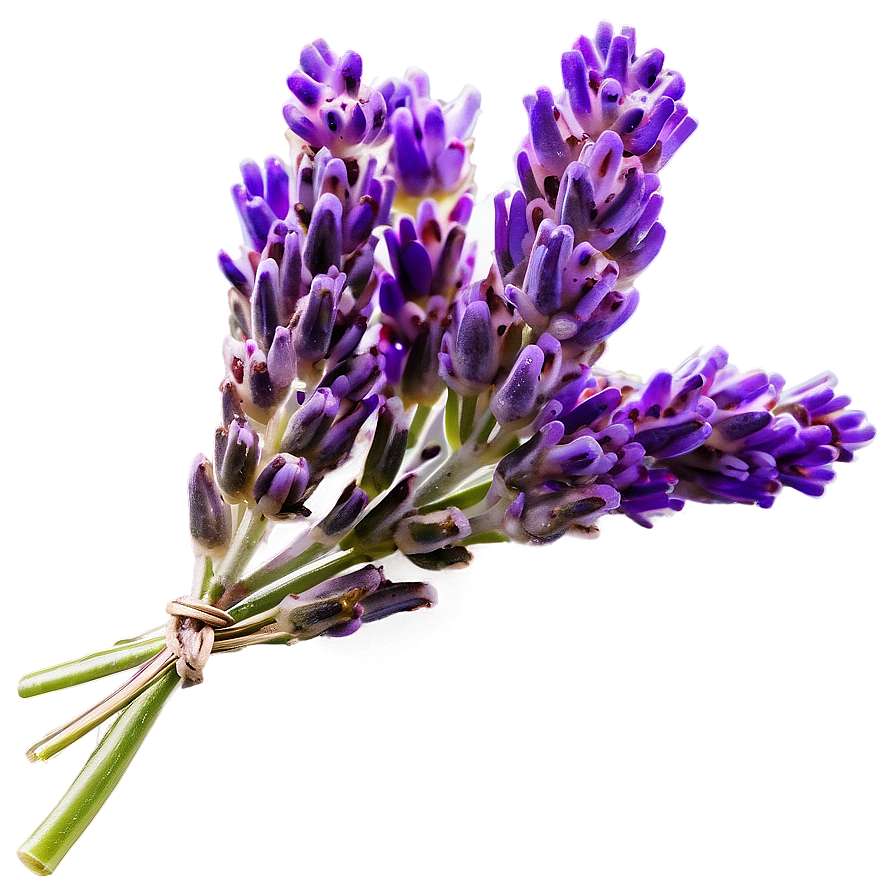 Lavender Cluster Png Bkq PNG image