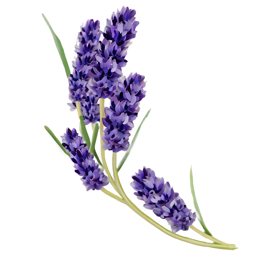 Lavender Cluster Png Gol PNG image