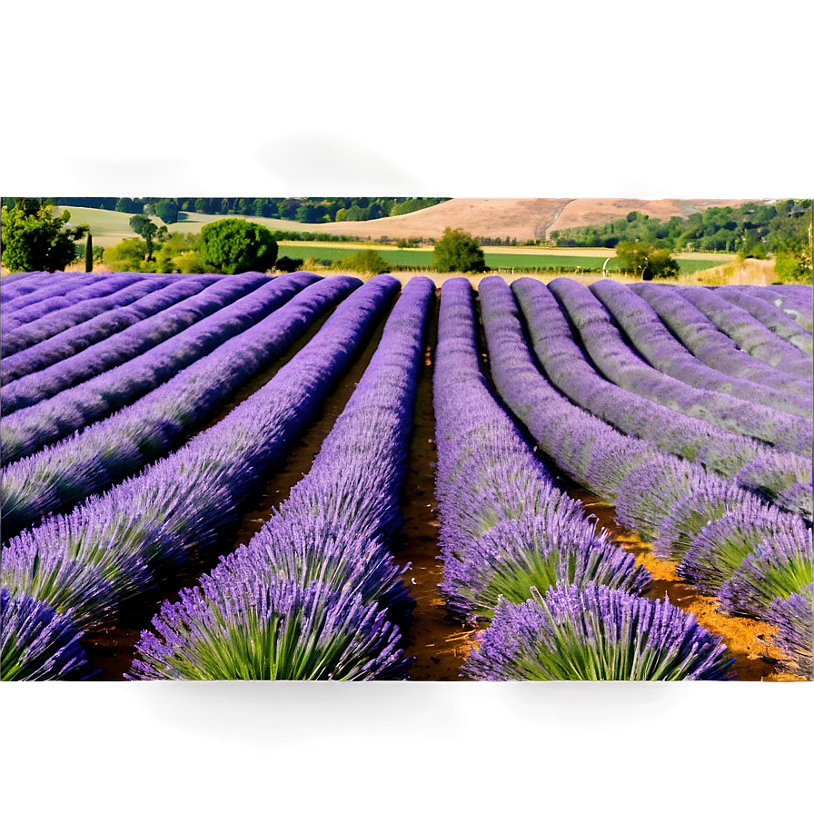 Lavender Farm Landscape Png 06132024 PNG image