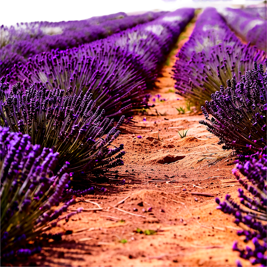 Lavender Field Path Png 06202024 PNG image