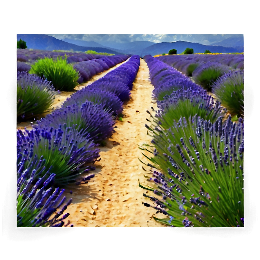 Lavender Field Path Png 48 PNG image