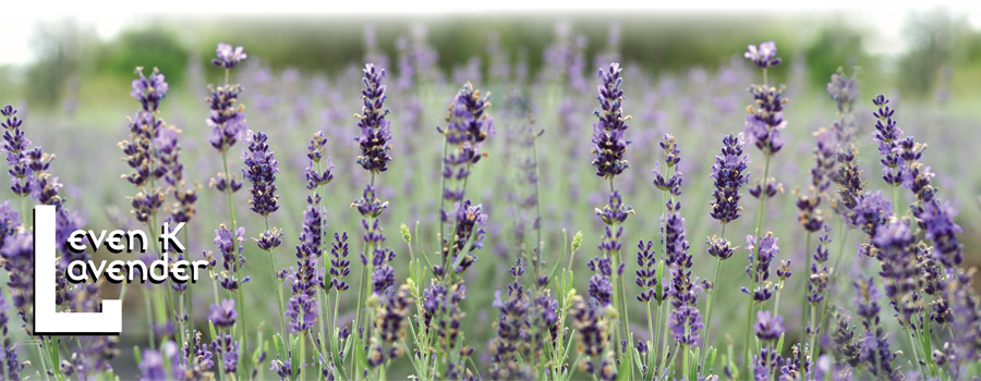 Lavender Field Serenity PNG image
