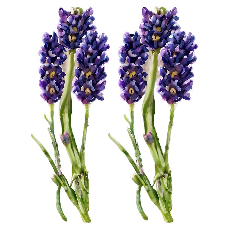 Lavender Fields Png 04292024 PNG image