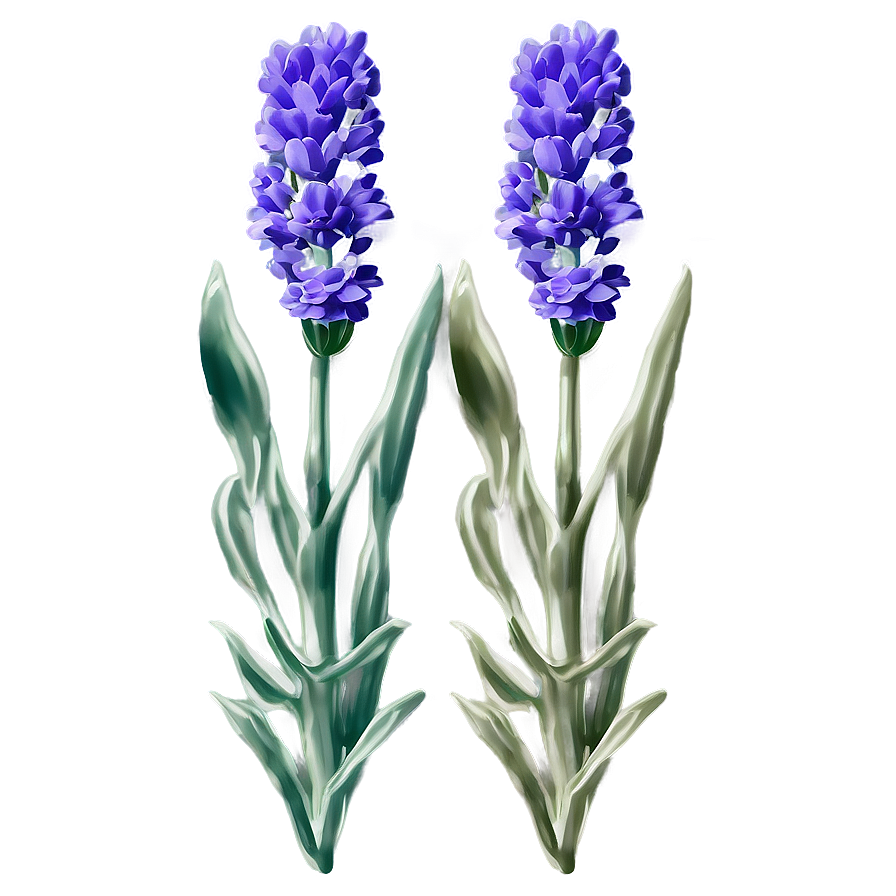 Lavender Flower Label Png Fll8 PNG image