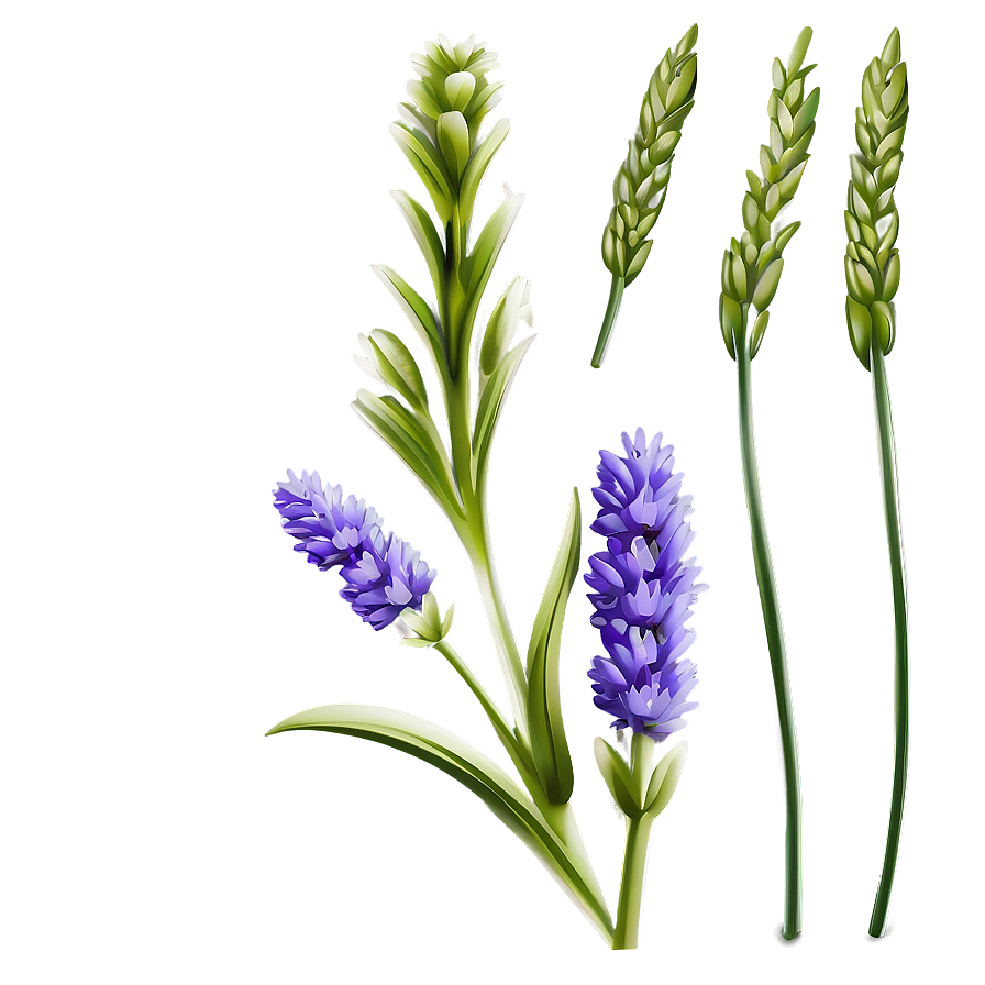 Lavender Flower Outline Png Mhx PNG image