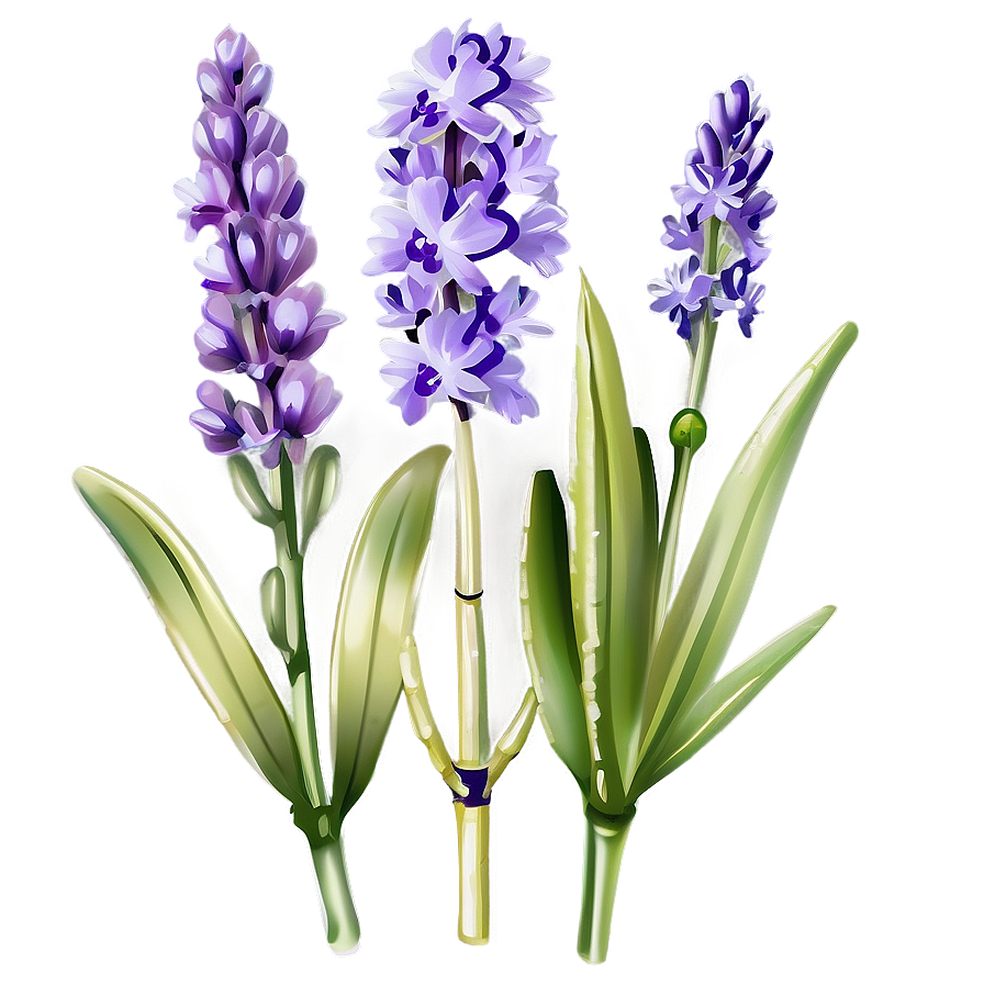 Lavender Flower Png 05062024 PNG image