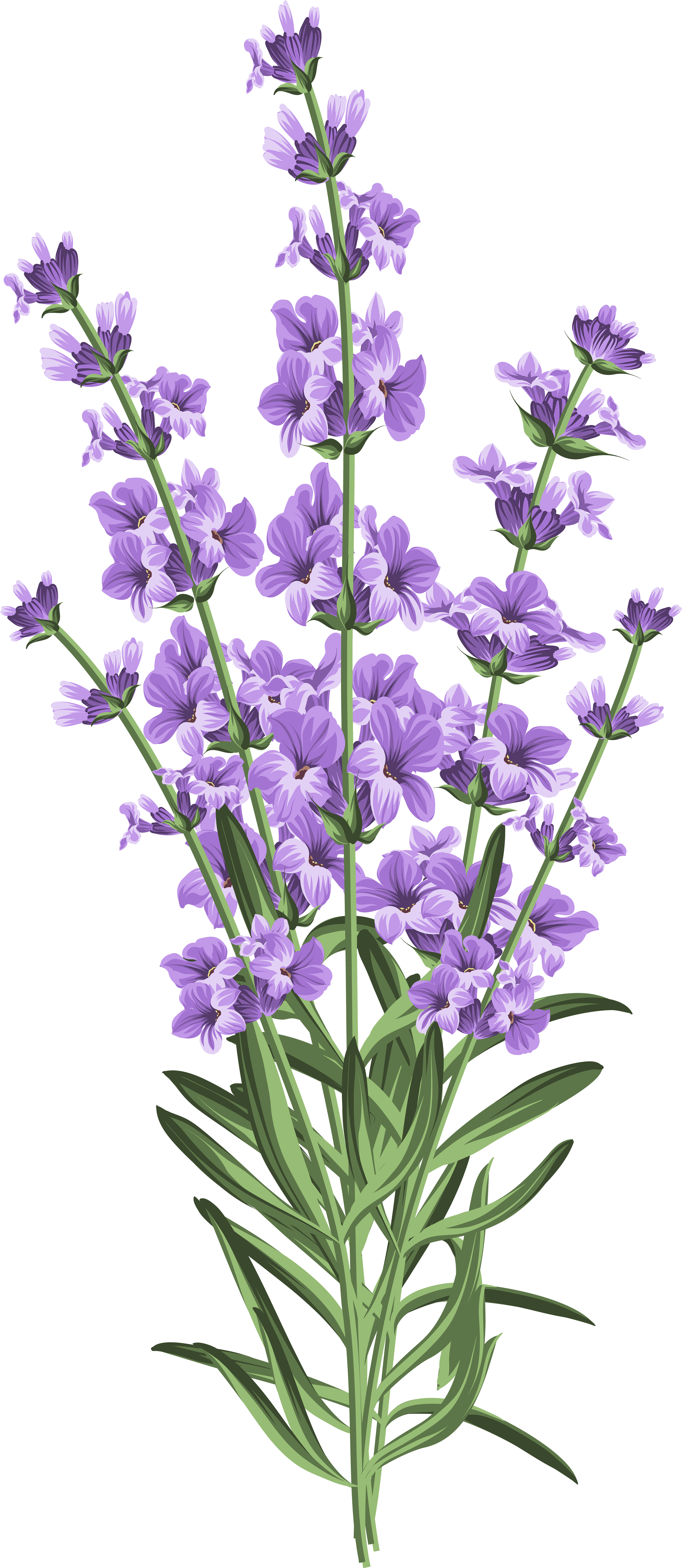 Lavender Flowers Illustration PNG image