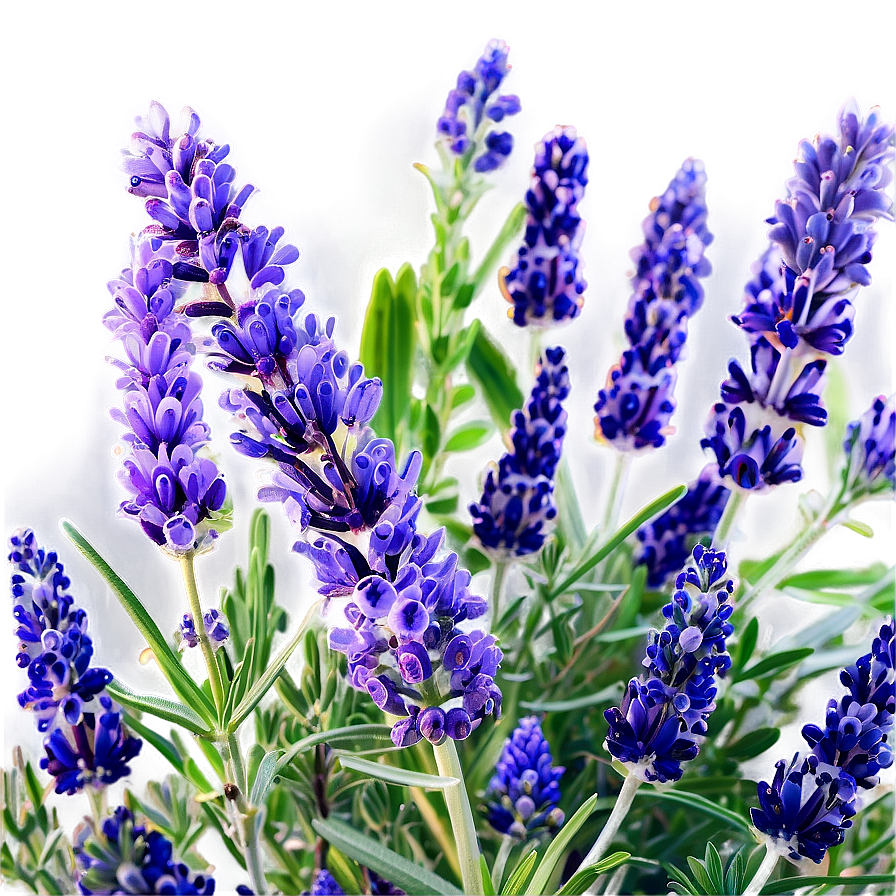 Lavender Herb Garden Png Jfm PNG image