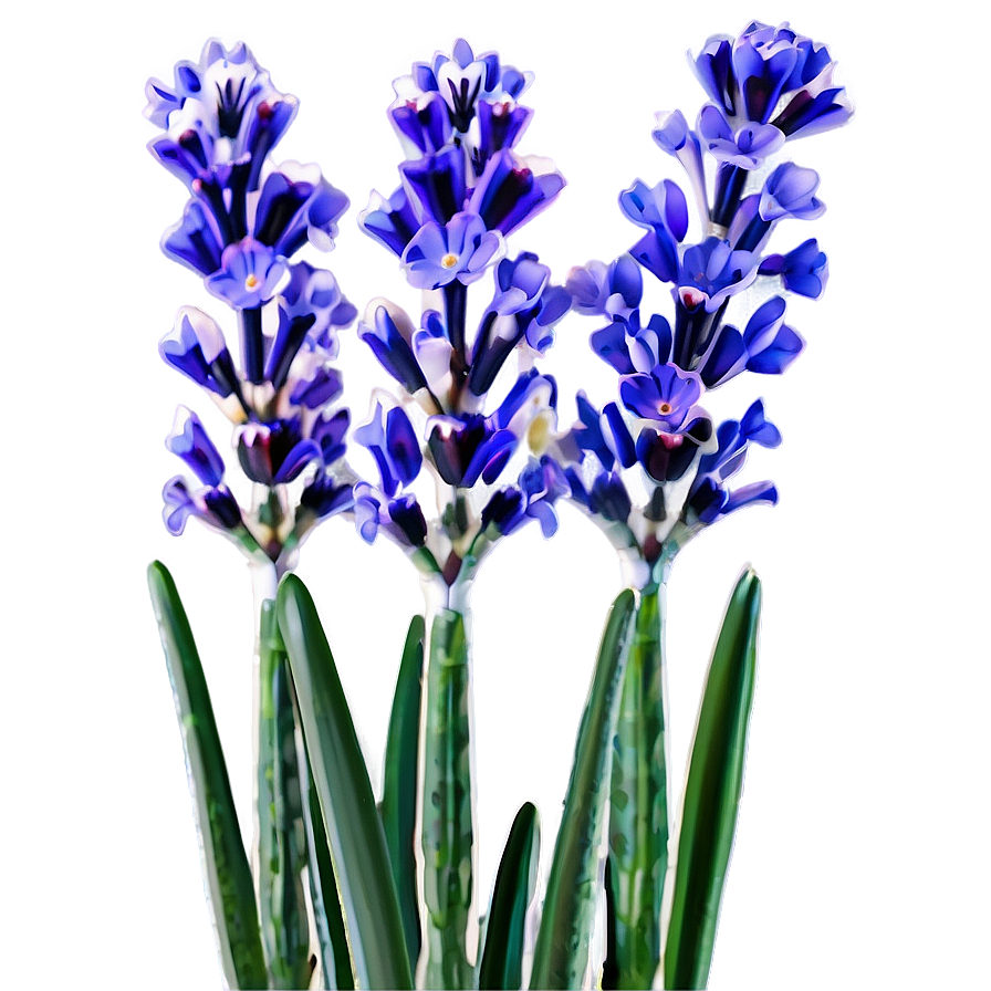 Lavender In Bloom Png Pqq2 PNG image