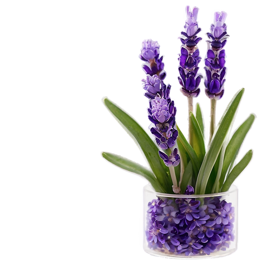 Lavender In Vase Png Xxo PNG image