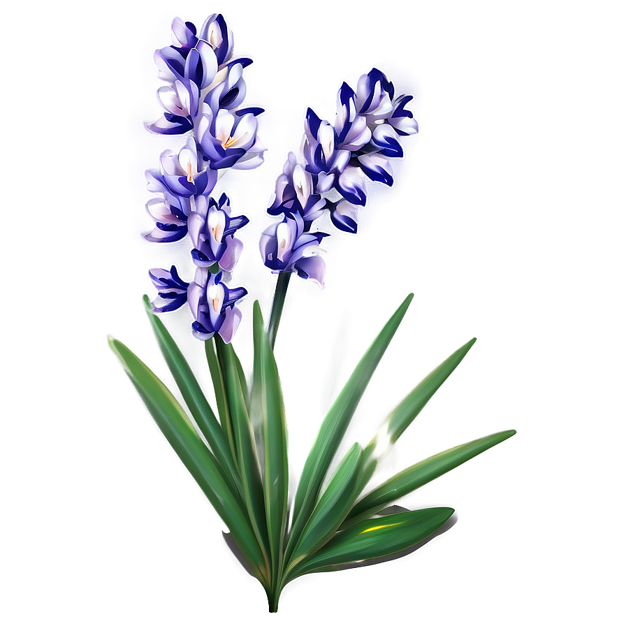 Lavender Lily Png 05242024 PNG image