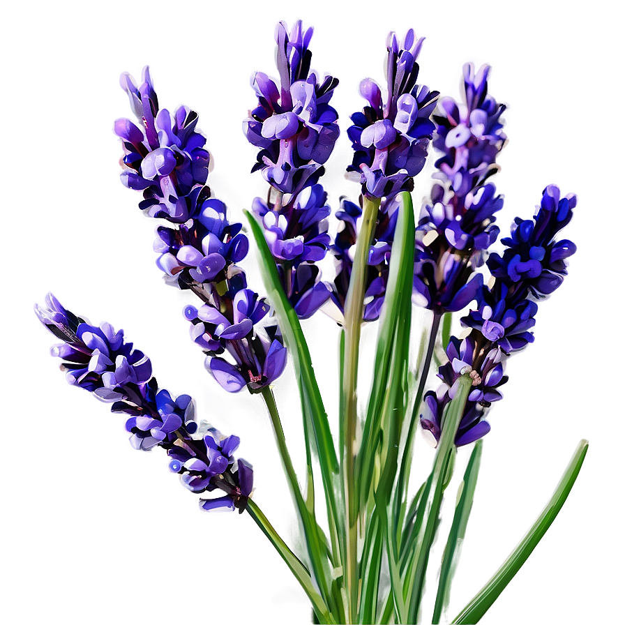 Lavender Oil Flower Png Bqs1 PNG image