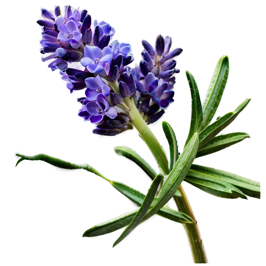 Lavender Oil Flower Png Cdm20 PNG image