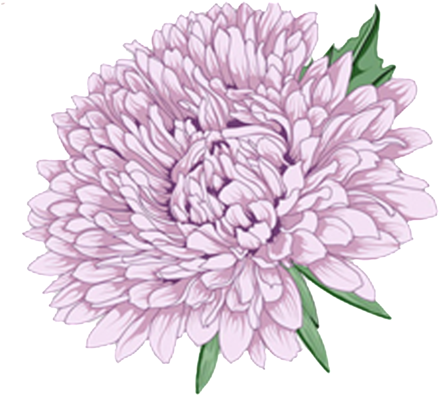 Lavender Peony Illustration.png PNG image