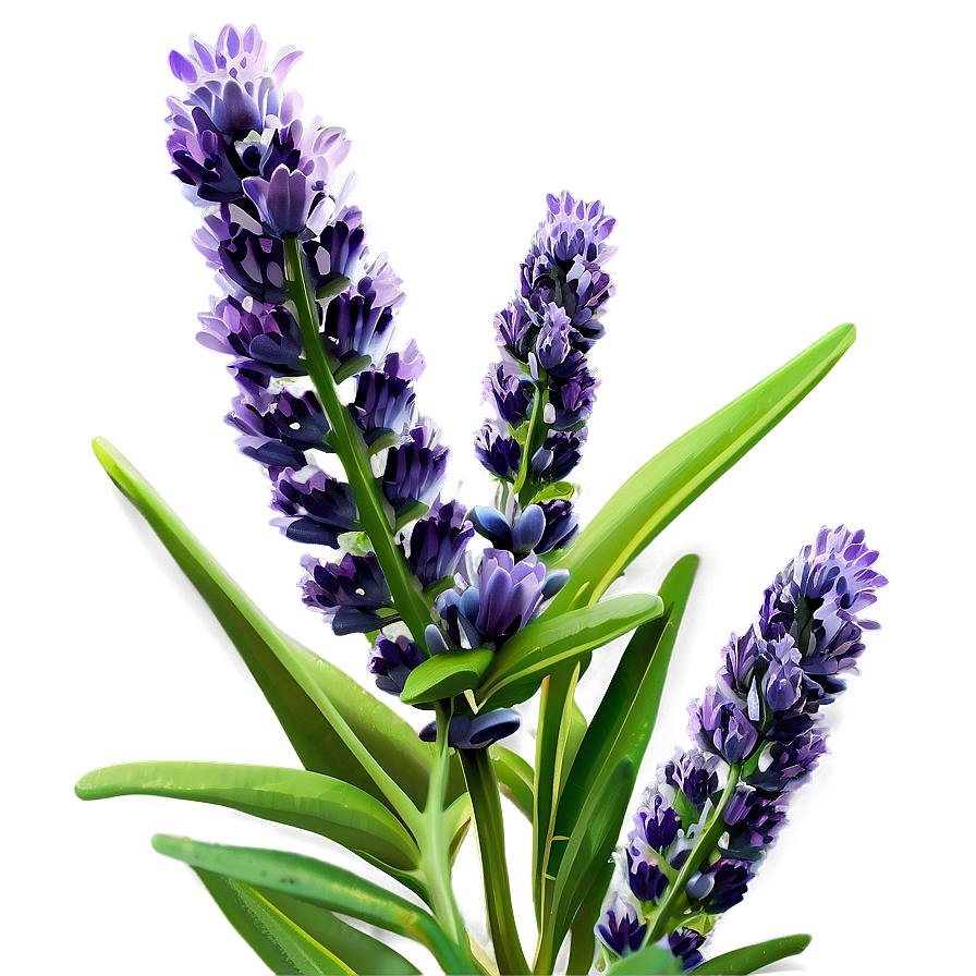 Lavender Plant D PNG image