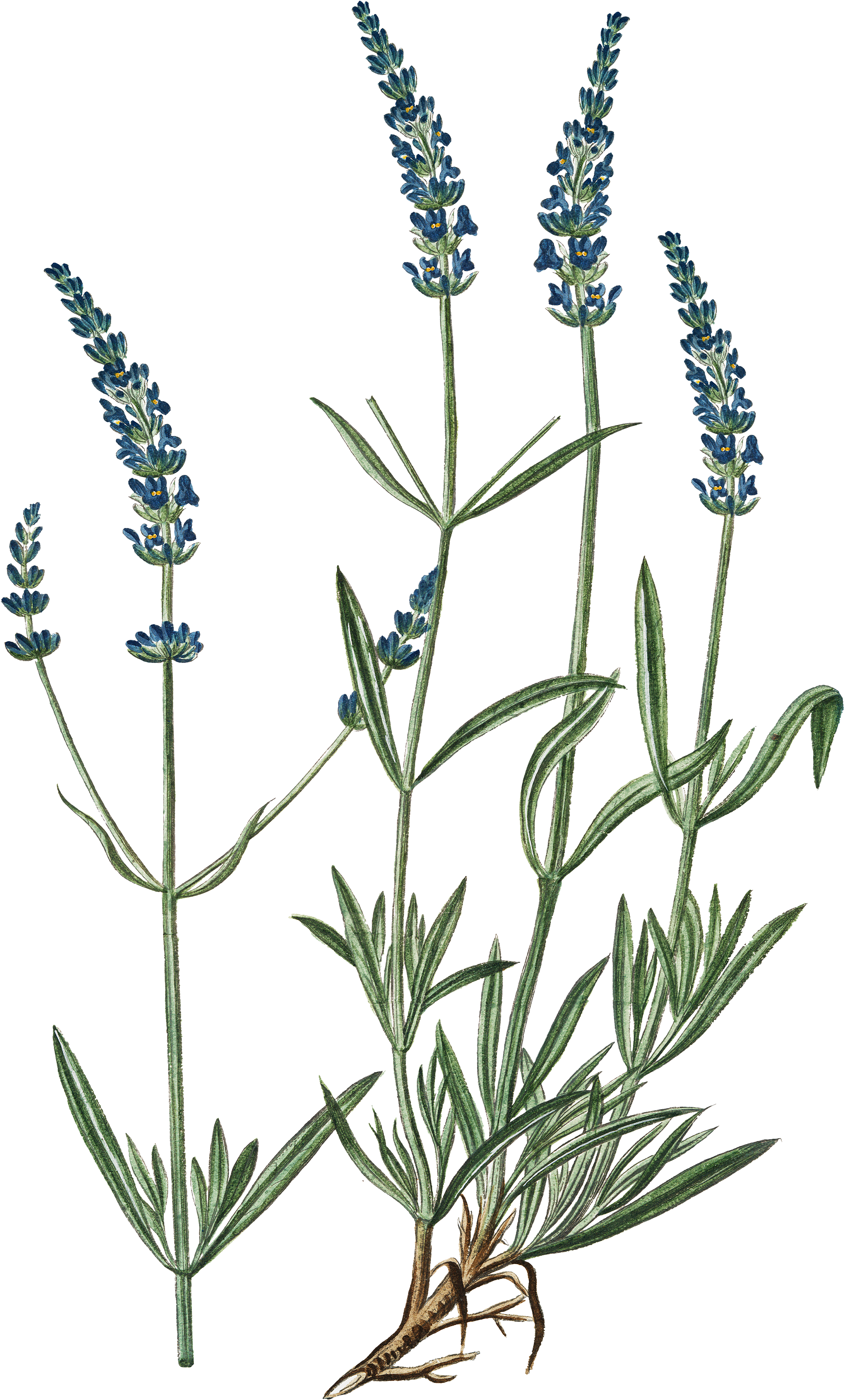 Lavender Plant Illustration PNG image