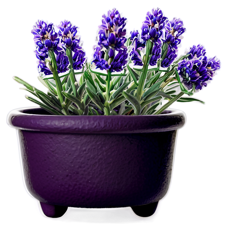 Lavender Pot Plant Png 05062024 PNG image