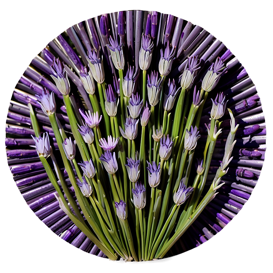 Lavender Shade Circle Png 1 PNG image