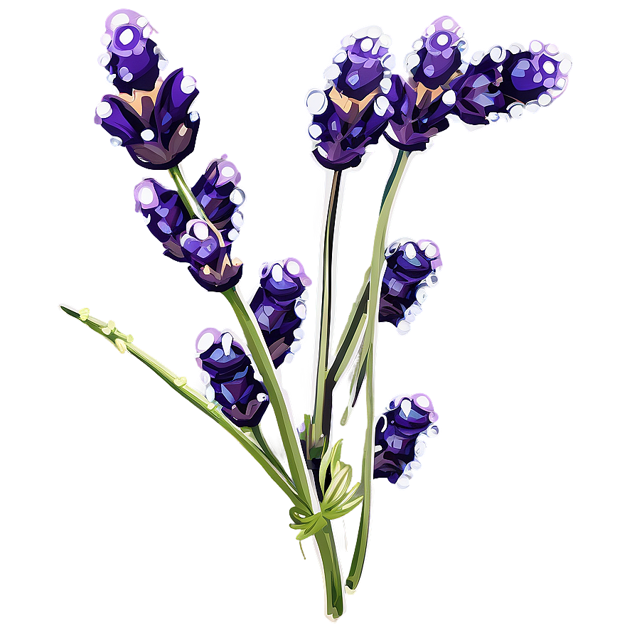 Lavender Sprig Water Droplets Png Tfx PNG image