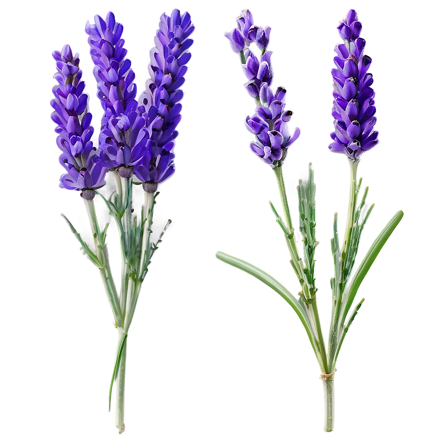 Lavender Stem Png 59 PNG image