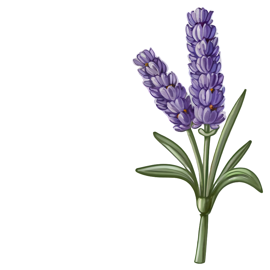 Lavender Vintage Illustration Png Kka PNG image