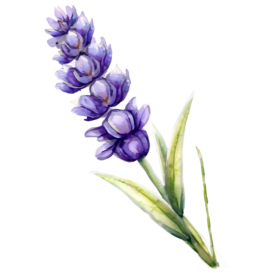 Lavender Watercolor Flower Png 06132024 PNG image