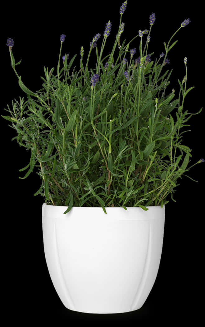 Lavenderin White Poton Black Background.jpg PNG image