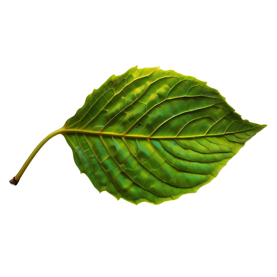 Leaf A PNG image