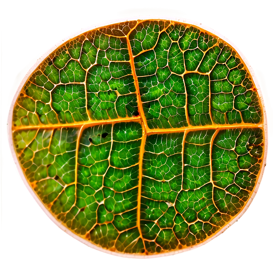 Leaf Cells Texture Png 06122024 PNG image