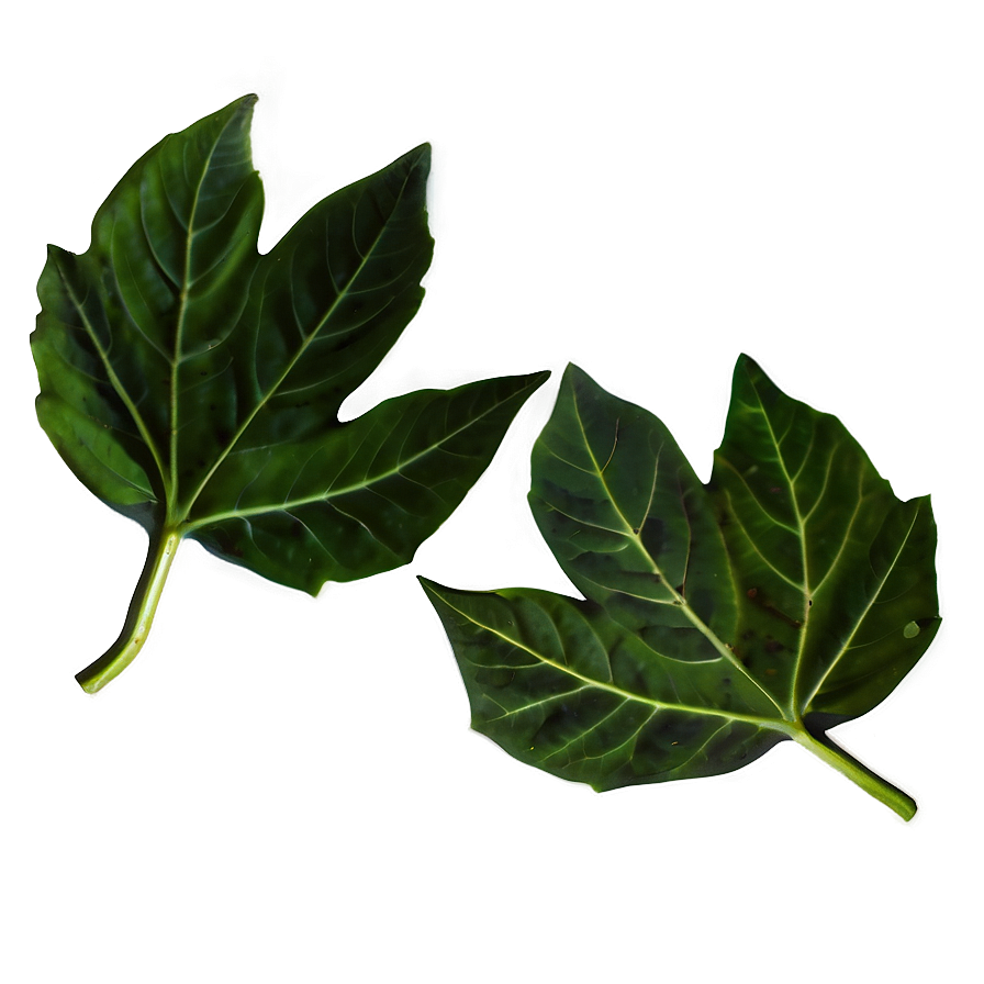 Leaf D PNG image