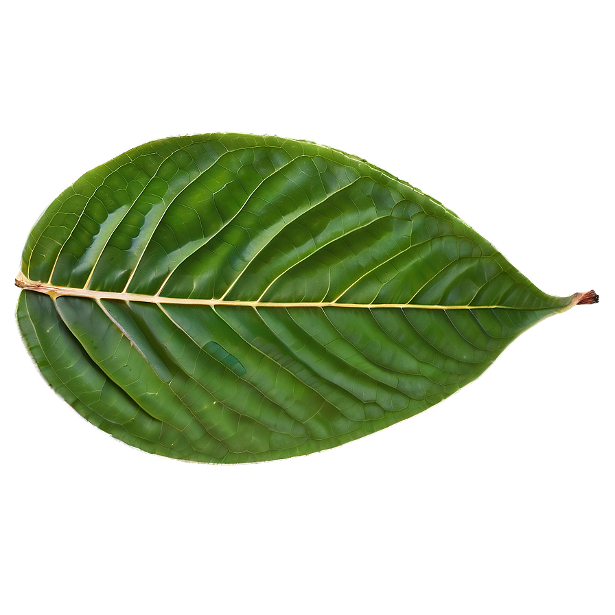 Leaf Detail Png 84 PNG image