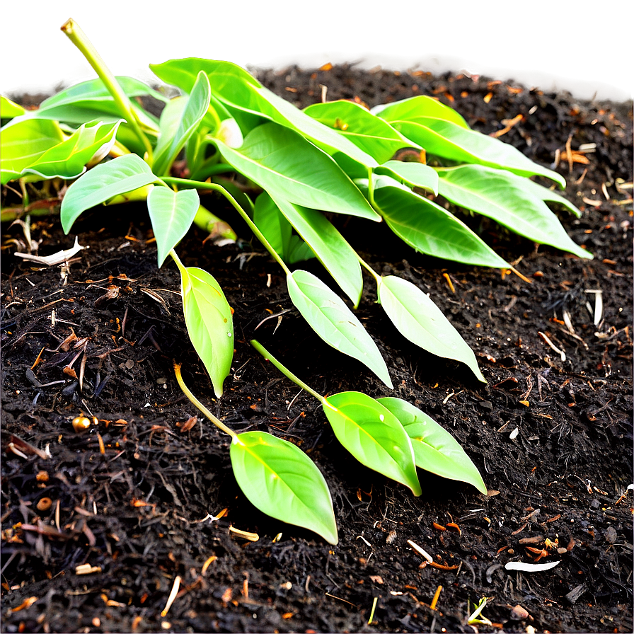 Leaf Mulch For Soil Health Png 06132024 PNG image