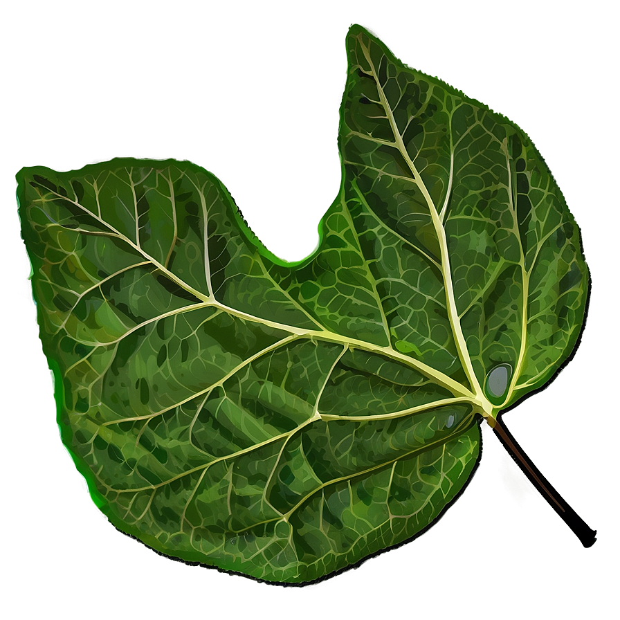 Leaf Outline Png Tjf PNG image