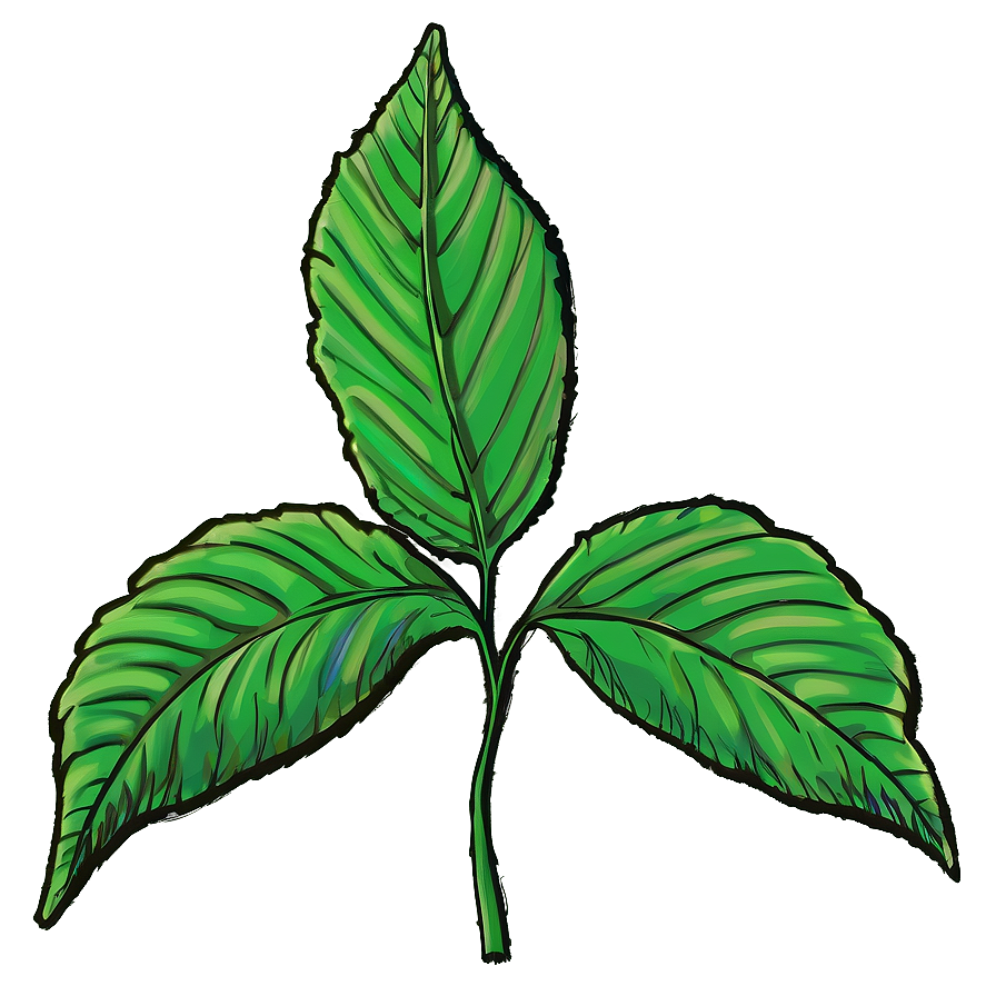 Leaf Sketch Png Dmc PNG image