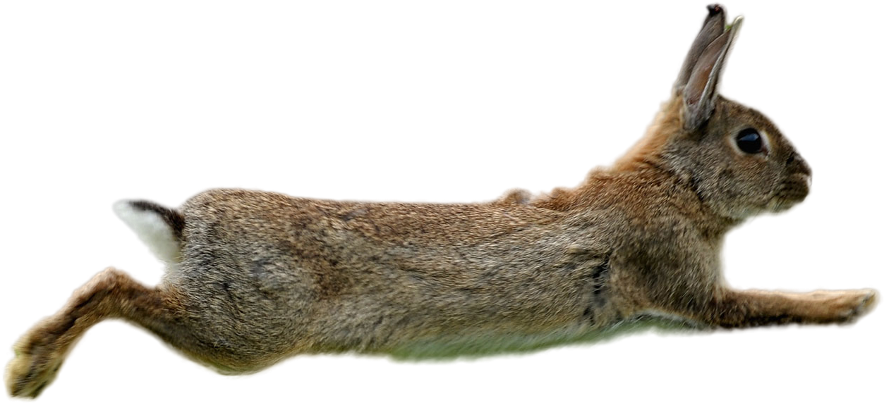 Leaping Brown Rabbit PNG image