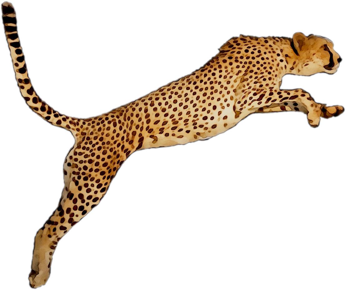 Leaping Cheetah Illustration PNG image